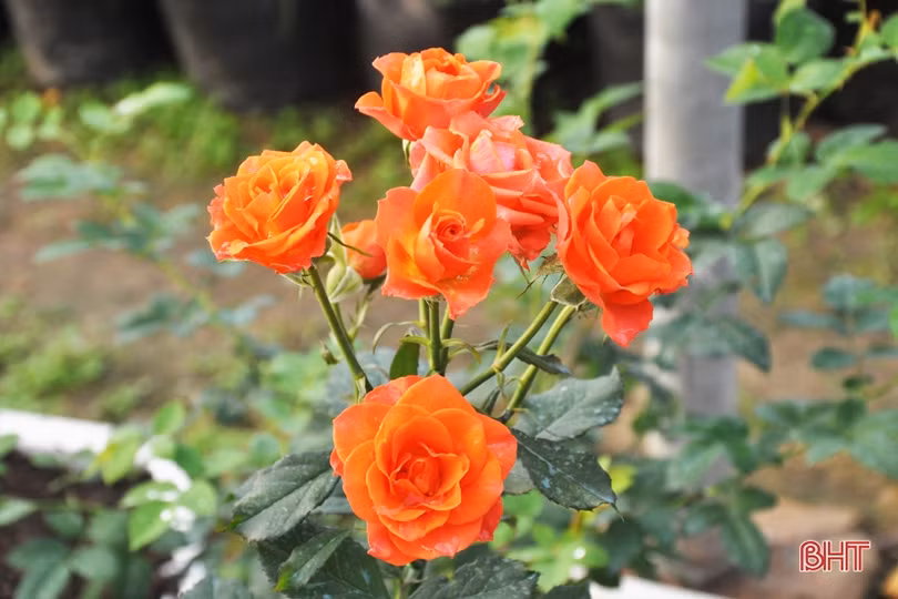 Biến phế phẩm nông nghiệp làm giá thể hữu cơ trồng rau sạch, hoa đẹp