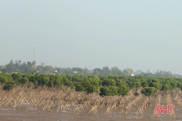 “Vành đai xanh” chống biến đổi khí hậu