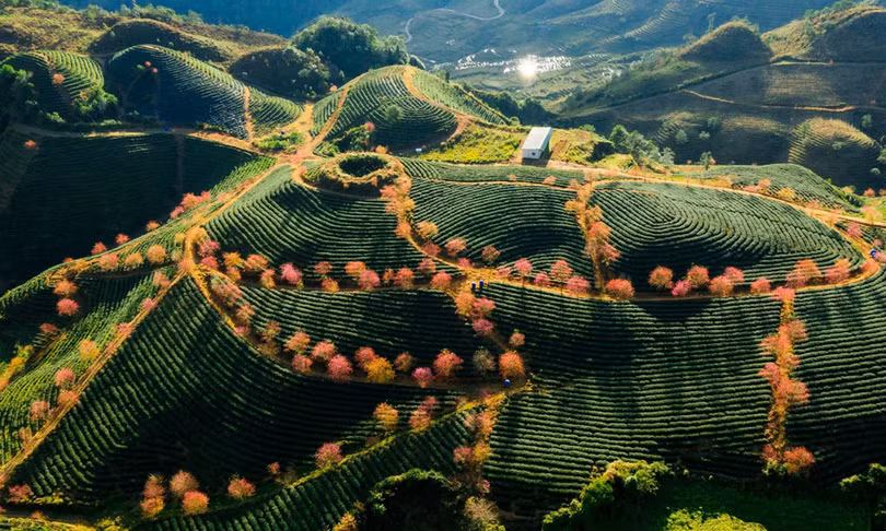 Không có tuyết, Sa Pa ấm áp tràn sắc xuân trên đồi chè Ô Long