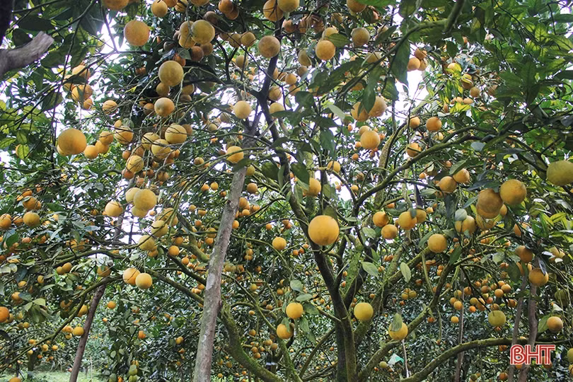 Mãn nhãn với những vườn cam trĩu quả chờ ra chợ Tết