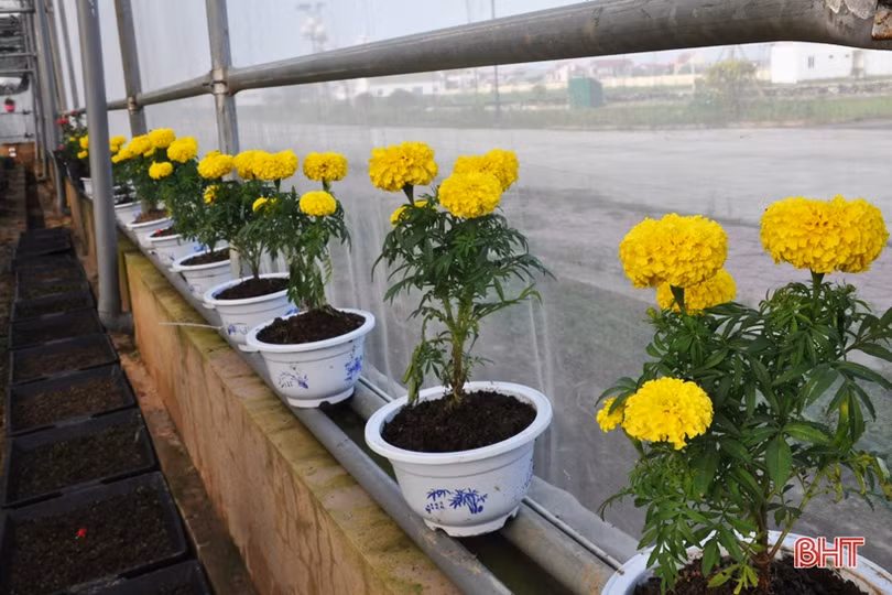 Biến phế phẩm nông nghiệp làm giá thể hữu cơ trồng rau sạch, hoa đẹp