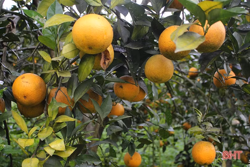 Mãn nhãn với những vườn cam trĩu quả chờ ra chợ Tết