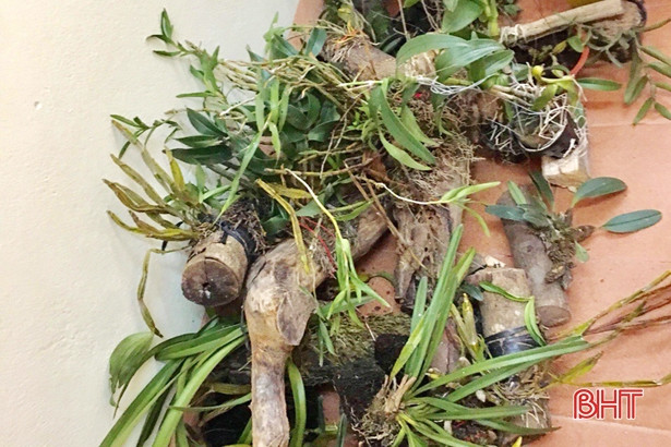 Bắt “siêu trộm nhí”, thu giữ 58 giỏ phong lan