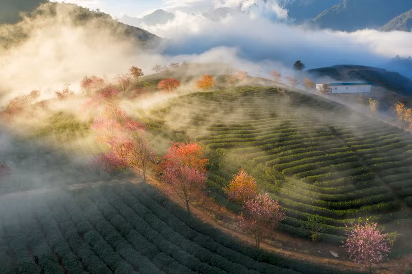 Không có tuyết, Sa Pa ấm áp tràn sắc xuân trên đồi chè Ô Long