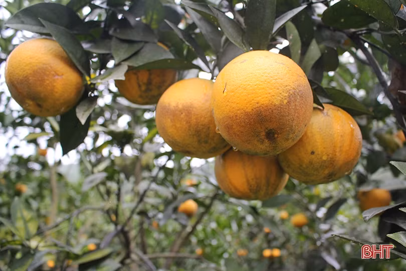 Mãn nhãn với những vườn cam trĩu quả chờ ra chợ Tết