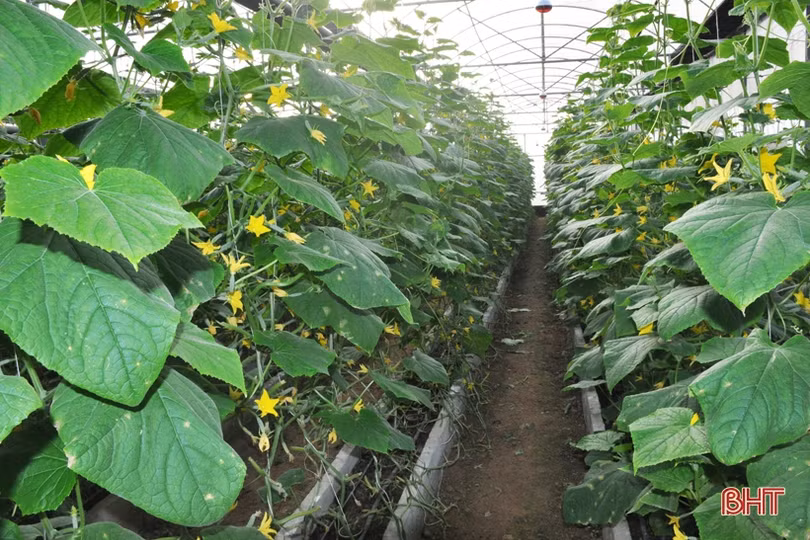 Biến phế phẩm nông nghiệp làm giá thể hữu cơ trồng rau sạch, hoa đẹp