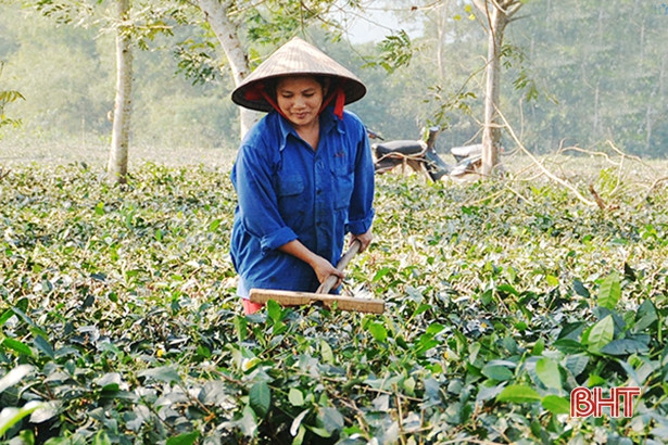 Xí nghiệp chè 20/4 đóng nộp gần 3 tỷ đồng bảo hiểm xã hội