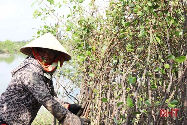 “Vành đai xanh” chống biến đổi khí hậu