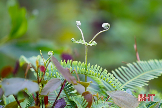 Chạy đua cùng Mặt Trời, “săn mây” trên dãy Ka Đay