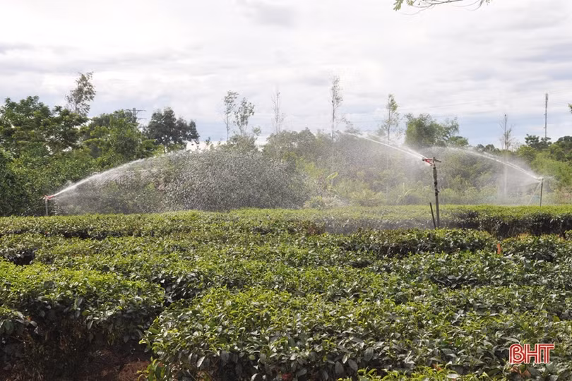 Nông dân miền núi Hà Tĩnh trắng đêm kéo nước cứu chè suốt cả tháng ròng