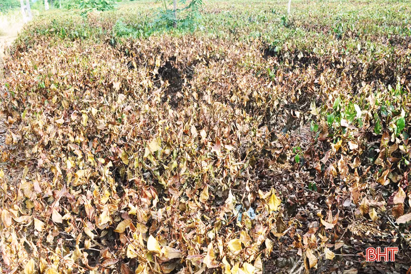 Nông dân miền núi Hà Tĩnh trắng đêm kéo nước cứu chè suốt cả tháng ròng