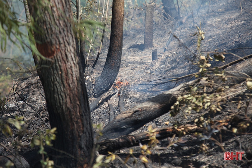 Xót xa nhìn “lá phổi xanh” sau vụ cháy rừng ở huyện miền núi Hà Tĩnh