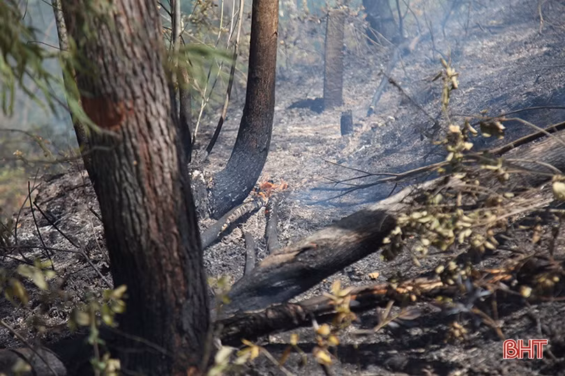 Xót xa nhìn “lá phổi xanh” sau vụ cháy rừng ở huyện miền núi Hà Tĩnh