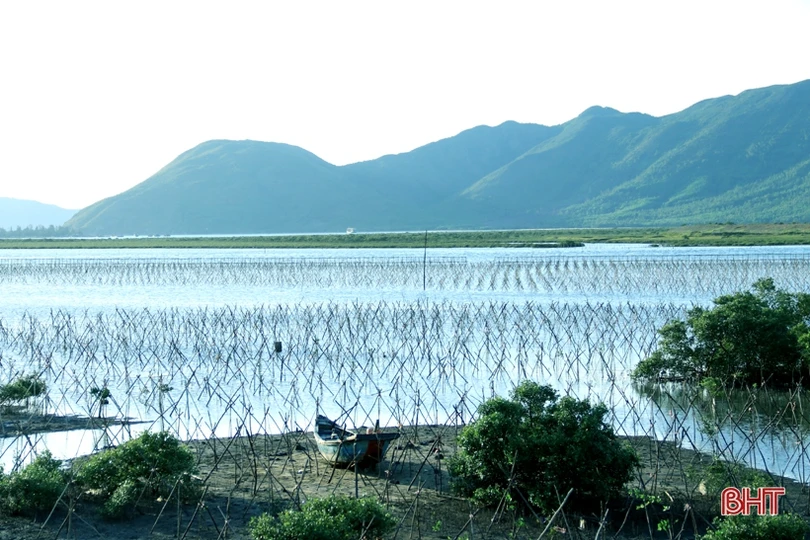 Trồng mới gần 33 nghìn cây rừng ngập mặn ở xã biển phía Nam Hà Tĩnh