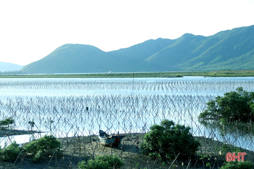 Trồng mới gần 33 nghìn cây rừng ngập mặn ở xã biển phía Nam Hà Tĩnh