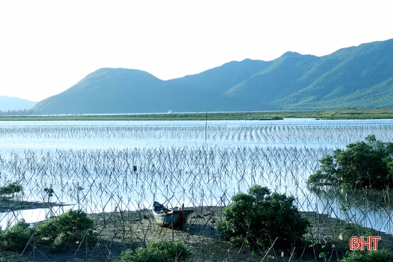 Trồng mới gần 33 nghìn cây rừng ngập mặn ở xã biển phía Nam Hà Tĩnh