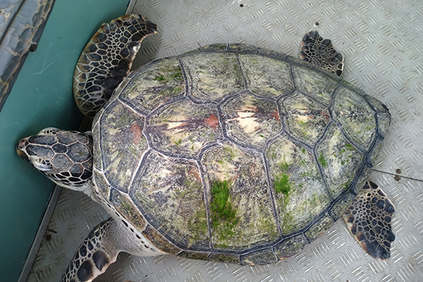 Thả cá thể đồi mồi quý hiếm về với biển Hà Tĩnh