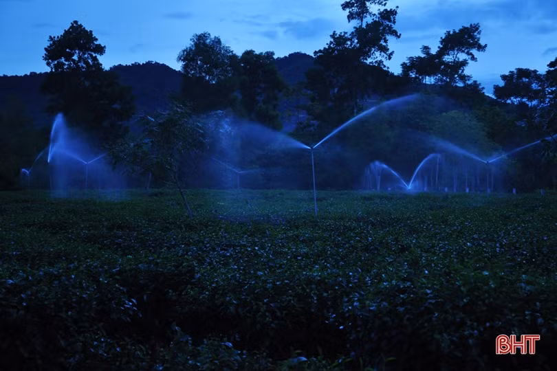 Nông dân miền núi Hà Tĩnh trắng đêm kéo nước cứu chè suốt cả tháng ròng