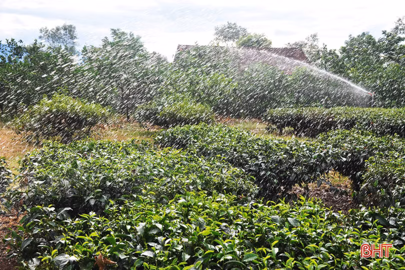 Nông dân miền núi Hà Tĩnh trắng đêm kéo nước cứu chè suốt cả tháng ròng