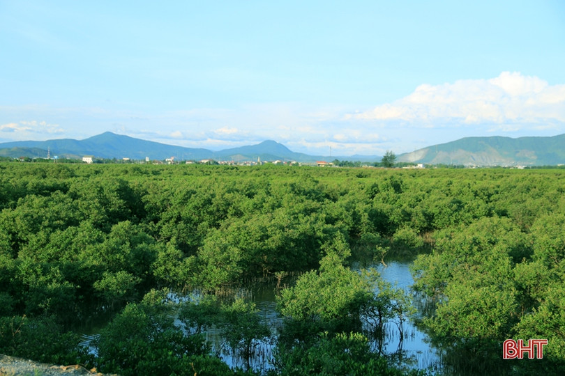 Trồng mới gần 33 nghìn cây rừng ngập mặn ở xã biển phía Nam Hà Tĩnh