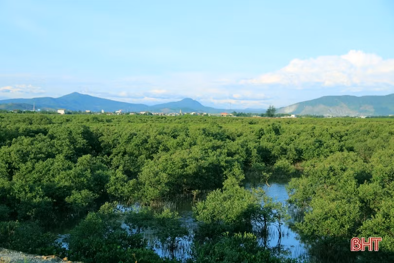 Trồng mới gần 33 nghìn cây rừng ngập mặn ở xã biển phía Nam Hà Tĩnh