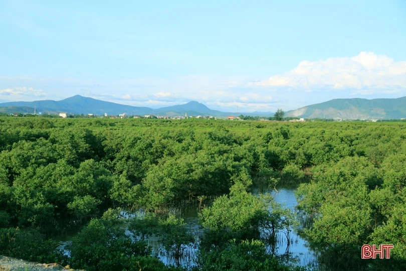 Trồng mới gần 33 nghìn cây rừng ngập mặn ở xã biển phía Nam Hà Tĩnh