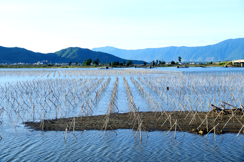 Trồng mới gần 33 nghìn cây rừng ngập mặn ở xã biển phía Nam Hà Tĩnh