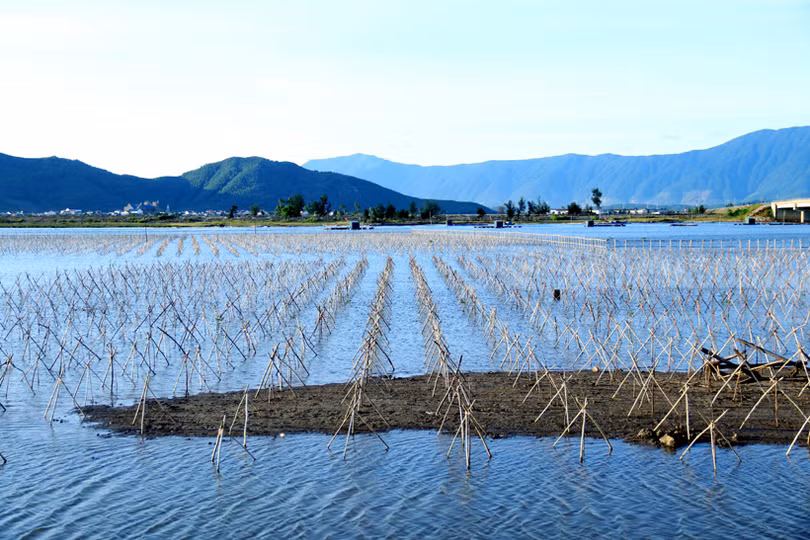 Trồng mới gần 33 nghìn cây rừng ngập mặn ở xã biển phía Nam Hà Tĩnh