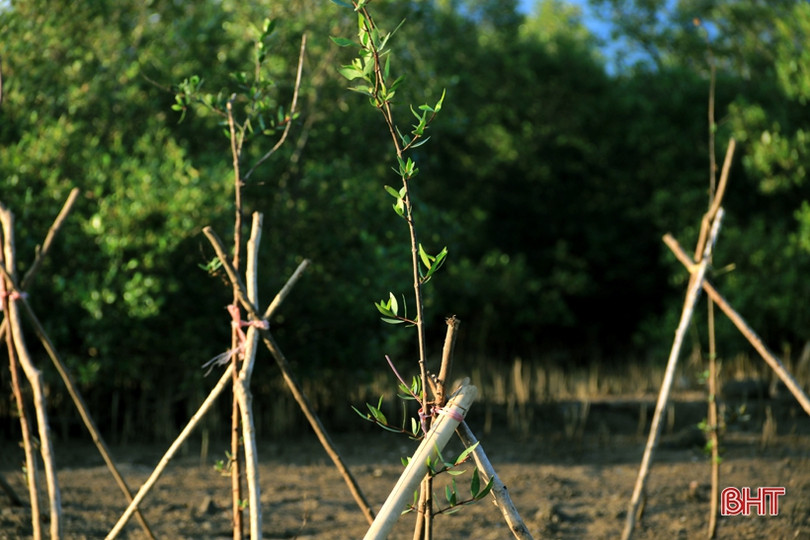 Trồng mới gần 33 nghìn cây rừng ngập mặn ở xã biển phía Nam Hà Tĩnh
