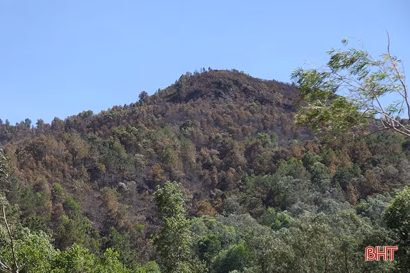 Xót xa nhìn “lá phổi xanh” sau vụ cháy rừng ở huyện miền núi Hà Tĩnh