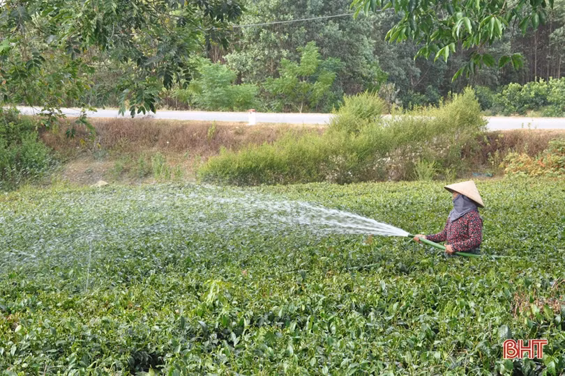 Nông dân miền núi Hà Tĩnh trắng đêm kéo nước cứu chè suốt cả tháng ròng