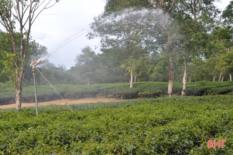 Nông dân miền núi Hà Tĩnh trắng đêm kéo nước cứu chè suốt cả tháng ròng