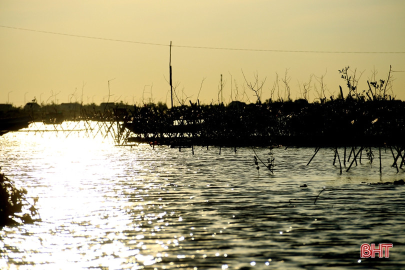 Trồng mới gần 33 nghìn cây rừng ngập mặn ở xã biển phía Nam Hà Tĩnh