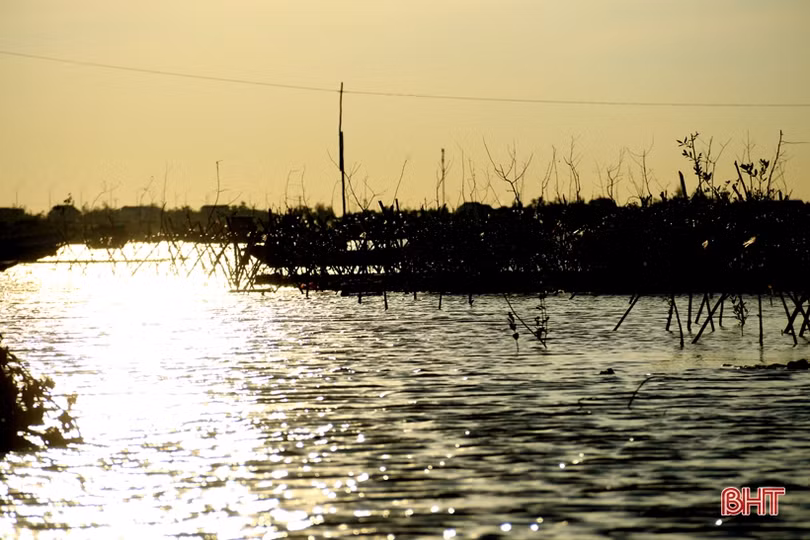 Trồng mới gần 33 nghìn cây rừng ngập mặn ở xã biển phía Nam Hà Tĩnh