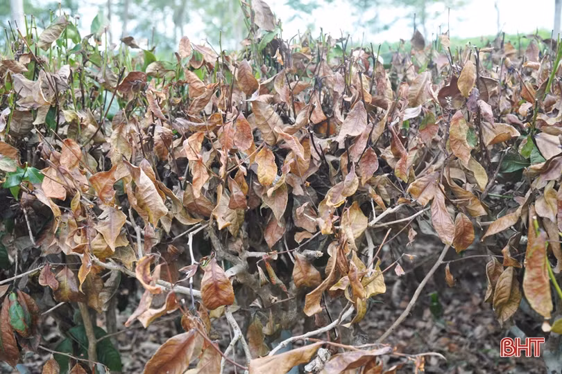 Nông dân miền núi Hà Tĩnh trắng đêm kéo nước cứu chè suốt cả tháng ròng