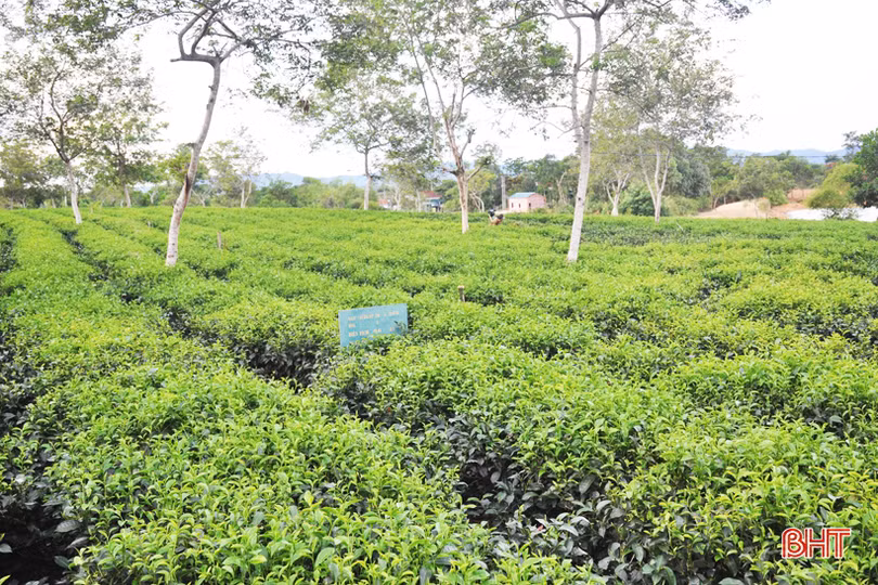 Nông dân miền núi Hà Tĩnh trắng đêm kéo nước cứu chè suốt cả tháng ròng