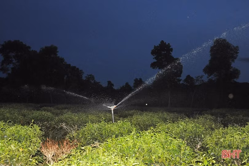 Nông dân miền núi Hà Tĩnh trắng đêm kéo nước cứu chè suốt cả tháng ròng