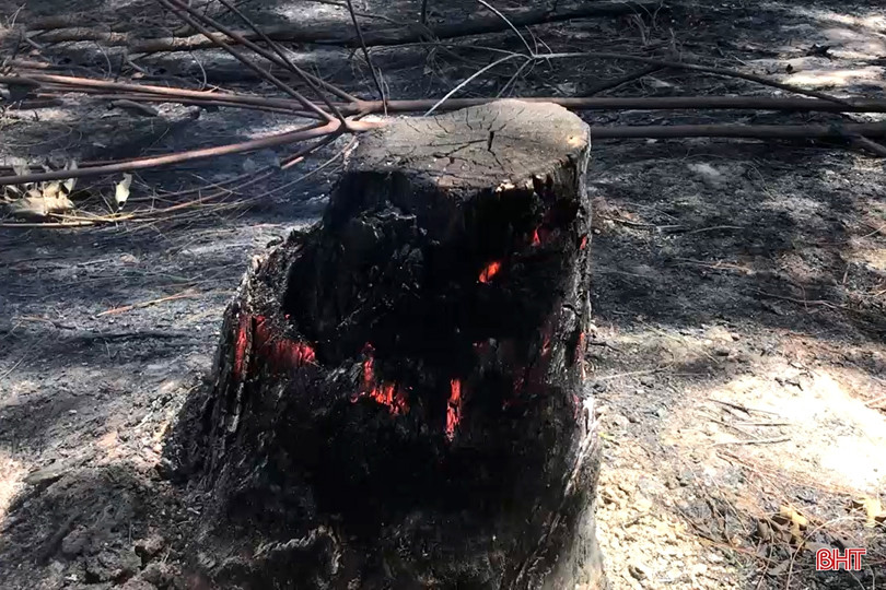 Xót xa nhìn “lá phổi xanh” sau vụ cháy rừng ở huyện miền núi Hà Tĩnh