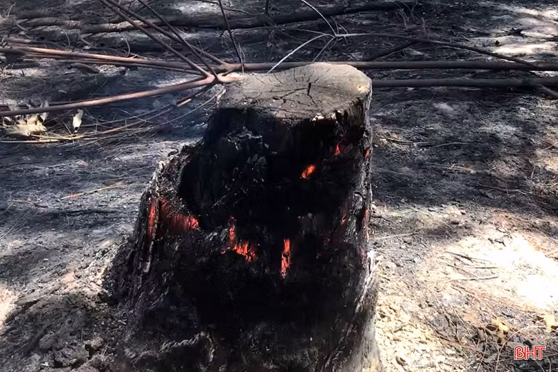 Xót xa nhìn “lá phổi xanh” sau vụ cháy rừng ở huyện miền núi Hà Tĩnh