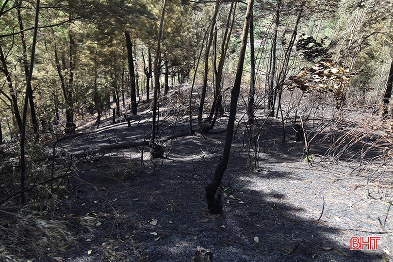 Xót xa nhìn “lá phổi xanh” sau vụ cháy rừng ở huyện miền núi Hà Tĩnh