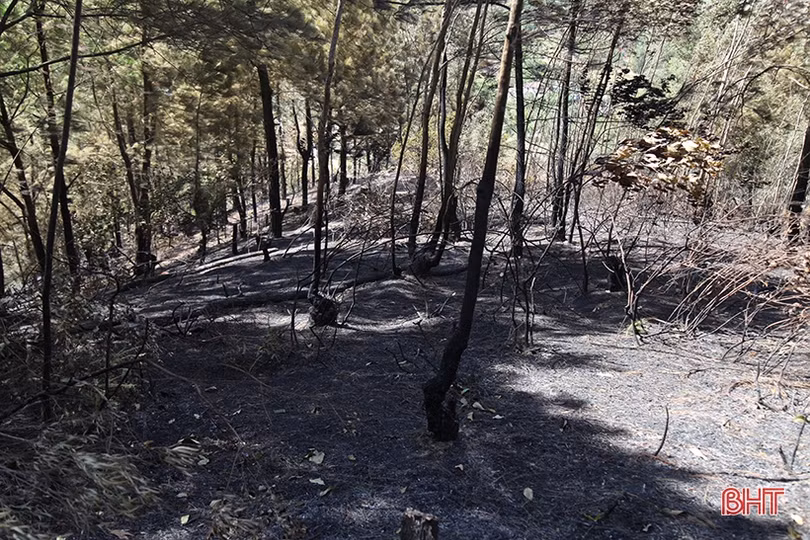 Xót xa nhìn “lá phổi xanh” sau vụ cháy rừng ở huyện miền núi Hà Tĩnh