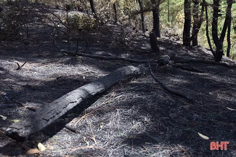 Xót xa nhìn “lá phổi xanh” sau vụ cháy rừng ở huyện miền núi Hà Tĩnh