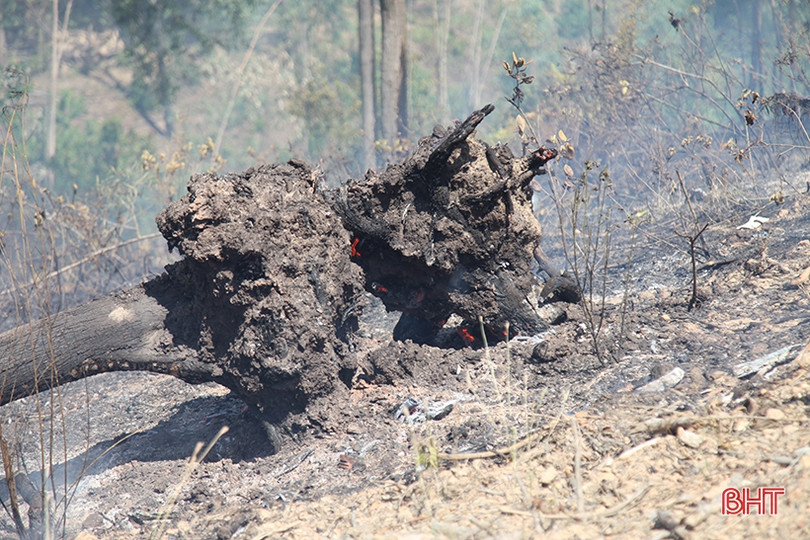 Xót xa nhìn “lá phổi xanh” sau vụ cháy rừng ở huyện miền núi Hà Tĩnh