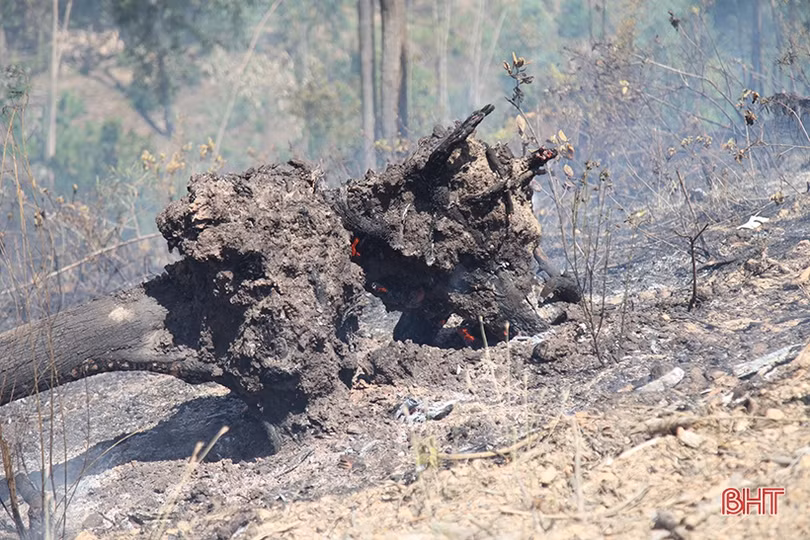 Xót xa nhìn “lá phổi xanh” sau vụ cháy rừng ở huyện miền núi Hà Tĩnh