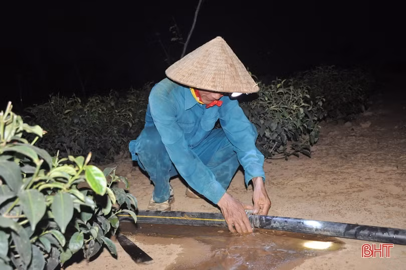 Nông dân miền núi Hà Tĩnh trắng đêm kéo nước cứu chè suốt cả tháng ròng