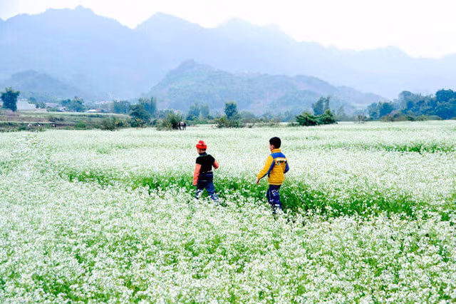 nhung mua hoa goi len sac thu doc theo chieu dai dat nuoc