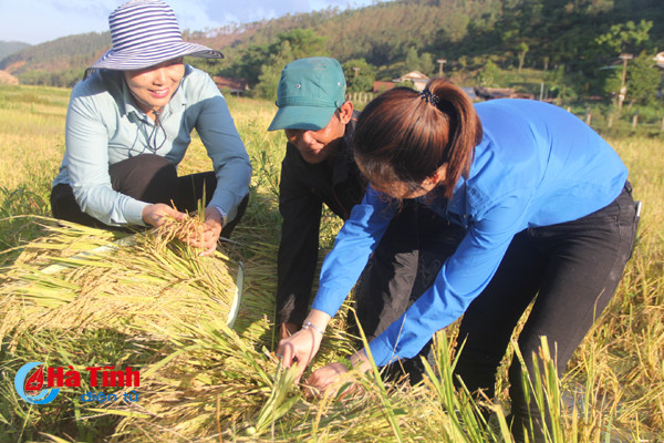 ban rao tre duoc mua lua giong moi