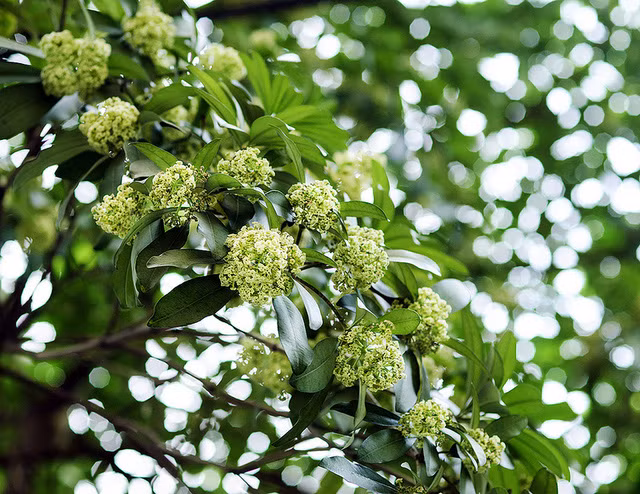 nhung mua hoa goi len sac thu doc theo chieu dai dat nuoc