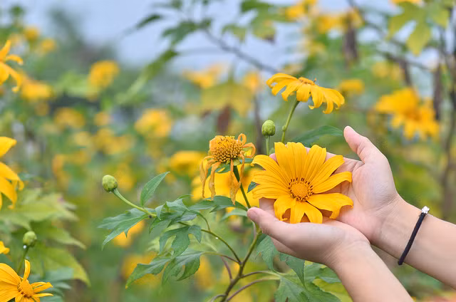nhung mua hoa goi len sac thu doc theo chieu dai dat nuoc