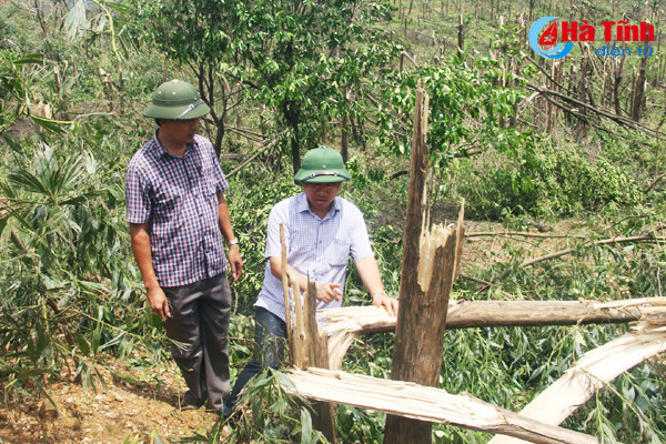 Bão "thổi bay" gần 400 tỷ đồng, người trồng rừng Kỳ Anh lao đao! ảnh 1 bao thoi bay gan 400 ty dong nguoi trong rung ky anh lao dao